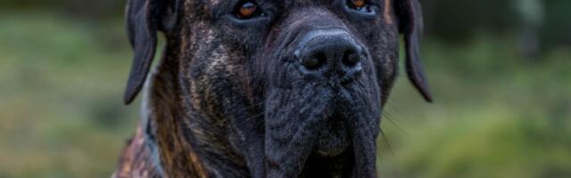 Presa Canario - pas od kojeg zastaje dah