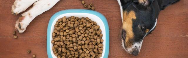 Hrana za pse čini jedan odsto emisije gasova staklene bašte u Britaniji