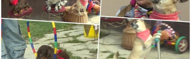 RUSKINJA DOŠLA U ŠABAČKO SELO I NAPRAVILA CIRKUS! Udala se za Pericu, pa sad svi pričaju kako žive (video)