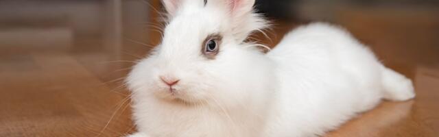 Naučite svog kunića da koristi TOALET: Jednostavnije tehnike i trikovi pomoću SENA i POSLASTICA