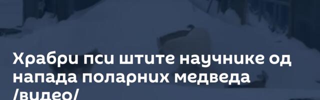 Храбри пси штите научнике од напада поларних медведа /видео/