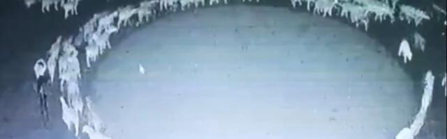 Desetine ovaca u Kini šetale u krug tokom dvanaest dana