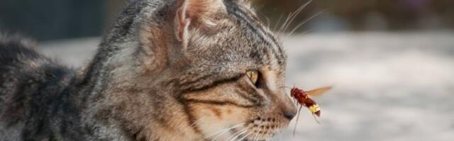 OPASAN INSEKT TERORIŠE SRPSKI KOMŠILUK: Vratio se nakon 50 godina, ako vas ubode, ovo morate učiniti