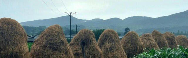 Ministarstvo poljoprivrede: Od ponedeljka javni poziv za poljoprivrednike za podsticaje