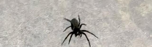 Gugl tvrdi da je bezopasan, ali baš i nije tako! Pančevom prošetao čudni pauk, a evo šta se desi ako vas ujede