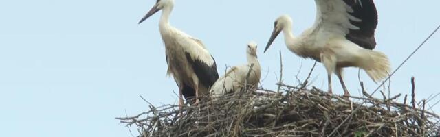 Omiljeni gosti stigli na banderu! Vratile se rode u ovo selo - najviše su im se obradovali mališani (FOTO)