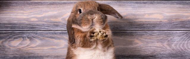 Kako da prepoznate kada je kunić srećan, a kada mu nije dobro: Šta otkrivaju "vekna", "binki" i "flop"?