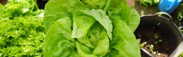 Zdravlje iz bašte: Trikovi za najukusniju zelenu salatu - bez hemikalija, a lako