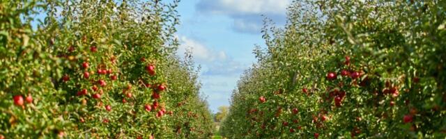 Voćari u strahu: Vreba li mraz?