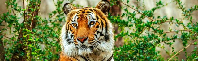 PRVI SLUČAJ U SAD: Tigar u Zoo vrtu u Bronksu zaražen virusom korona