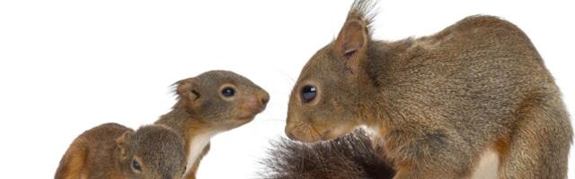 Da li odrasle veverice usvajaju tuđe mladunce? Nađa sa Floride svedok dirljivog povratka izgubljene bebe