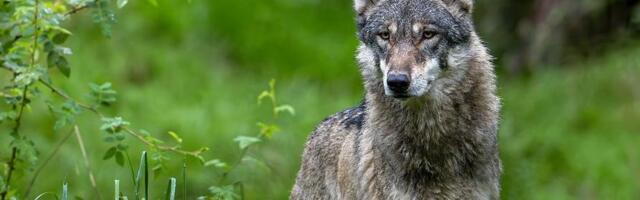 Vuk ugrizao ženu za lice usred Hamburga