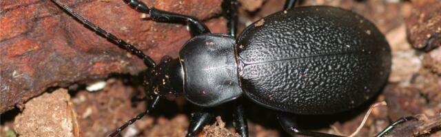 Otkrivena nova vrsta trčuljka