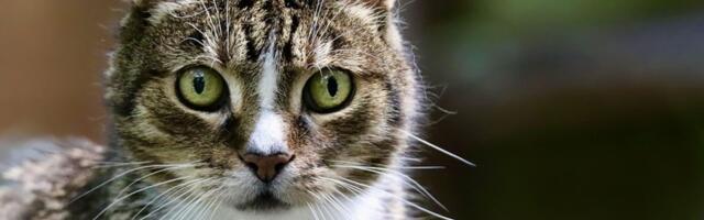 Vaša mačka može biti ključ za razumevanje Alchajmera