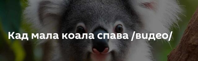 Кад мала коала спава /видео/