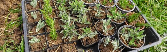 Danas možda pada sneg, ali čim prestane - idealno je vreme da posadite ovih 7 aromatičnih biljaka