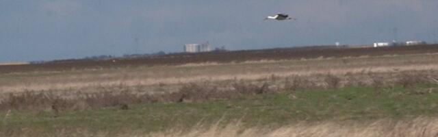 Prevalio je 5.000 kilometara do Srbije: Sad je kao svoj na svome