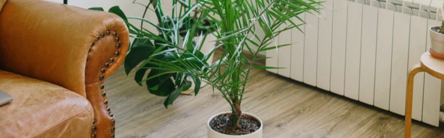 8 Instagram naloga koje treba pratiti ako ste ljubitelj sobnih biljaka