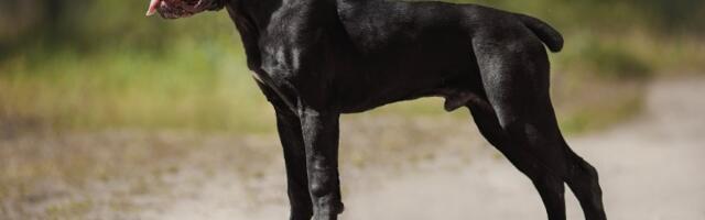 Pas ujeo muškarca u Sarajevskoj ulici