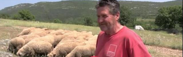 Na srpskim livadama nema više ovaca, tek poneki pastir s malim stadom…