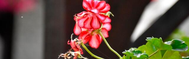 U četvrtak sunčano, do kraja sedmice sve toplije