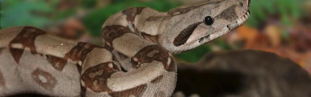 Neobični gospodar peska: Upoznajte arabijsku pustinjsku bou