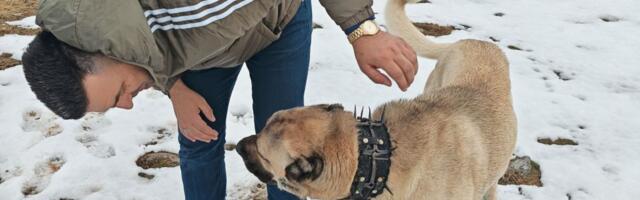 Posetili smo psa Ajaza koji je zaklao vuka: Ovako je spasao celo stado, otkrivamo strašne detalje horor noći