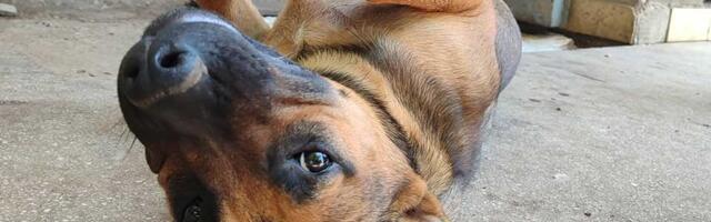 Udomi, ne kupuj: Mile najviše na svetu voli da jede i da se mazi