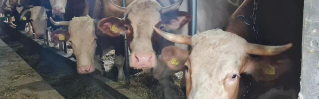 Ovaj deo od mesa Srbi masovno bacaju, a u svetu je vredniji od zlata! Za 30 grama može da se uzme i do 5.000 evra