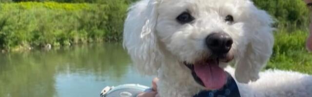 "Odbili su da ponesu kući svog psa posle šišanja": Radnica iz Zrenjanina iznela šok tvrdnje, OVAKO je izgledao