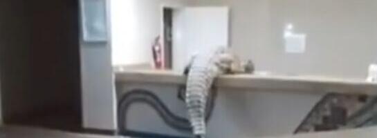 KAO IZ LOŠEG VICA! Zver dugačka skoro 4 metra ZAPREPASTILA goste hotela! Nonšalantno "prošetao" lobijem i pravac KUHINJA, zaposleni reagovali HUMOROM (VIDEO)