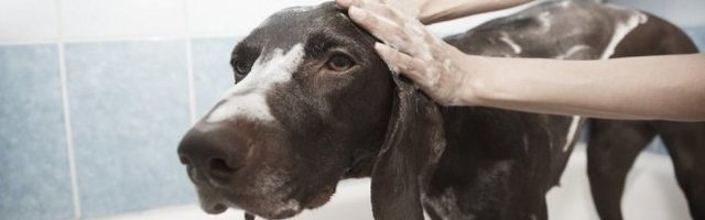 BRAVO! Nema vlasnika, ali našao način da se okupa! (Video)