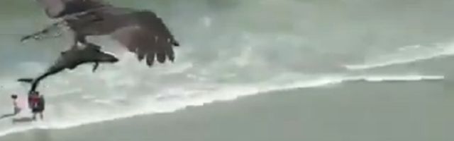 Ajkulu dugu dva metra orao poneo sa sobom