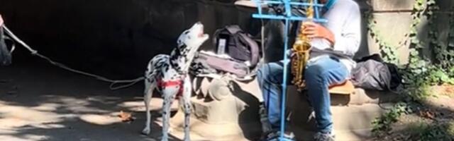 Dalmatinac i saksofonista Luis iz Central parka nisu ljubimac i vlasnik, ali redovno nastupaju zajedno