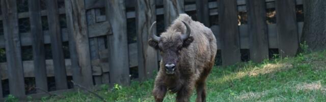 Bizon Tajfun ponovo pobegao na Fruškoj gori? Evo šta kažu nadležni