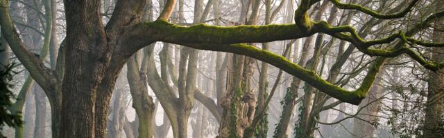 Mediji: Šumokradice iz Podujeva pucale na srpsku policiju iz Kuršumlije