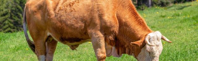 Ovo je bik prodat za 143.000 evra: Kupac oduševljen telesnim karakteristikama i temperamentom šampiona