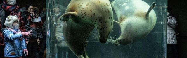 Nezapamćen zločin u Japanu: Bacio telo supruge u spalionicu zoološkog vrta