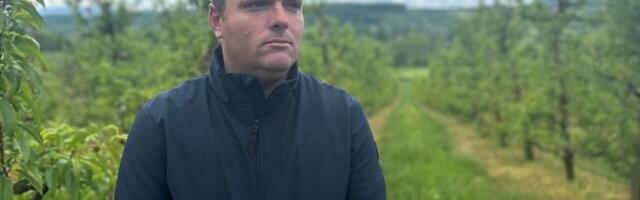 U Nenadovom voćnjaku zri omiljena voćka: Prva radost posle tri godine, ovogodišnji mraz im donekle pomogao