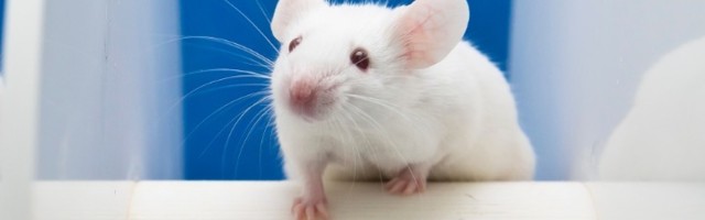 Srbija, zemlja belih miševa