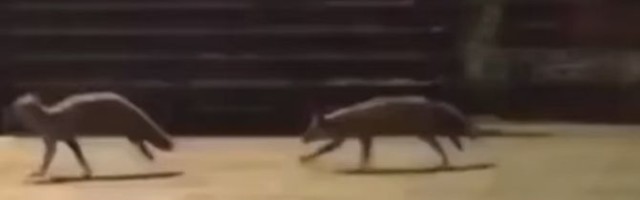 Unusual scenes in Uzice park: Foxes "take over" football pitch, run around and "practice"