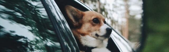 Da li mačke i psi mogu da pate od mučnine u toku vožnje?