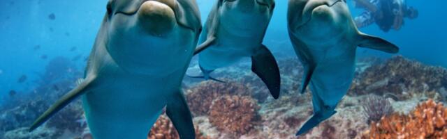 Besni delfini napadaju i grizu kupače u Japanu