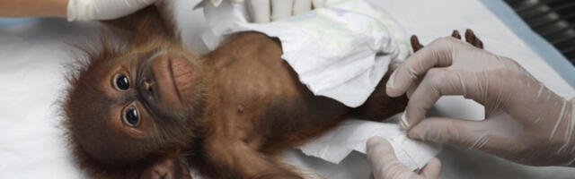 Интерпол: заплењено 30.000 животиња у акцији против шверца