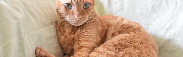 Uralski reks živi 15 godina: Mačka iz ruskih sela teško se nabavlja, ne uzimajte je ako ima OVAKVO KRZNO