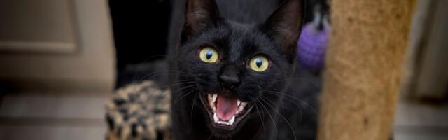 Crno mače koje VIČE BEZ RAZLOGA postalo hit na Redditu: Vlasnik oduševio ljude slikom ljubimca iz azila