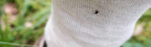 Obmotajte ovo oko čarape i krpelji vam neće priči: Jeftin trik koji provereno radi bez hemije