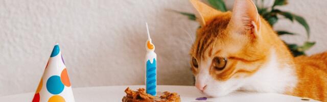 Mačak Orvil proslavio 20. rođendan: Društvene mreže ne prestaju da dele snimak njegove rođendanske torte