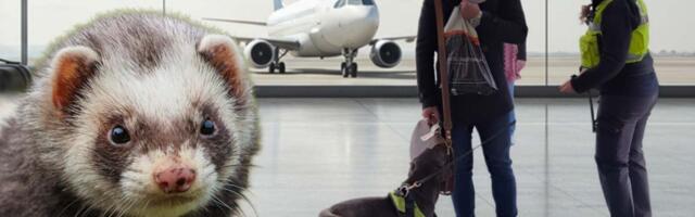 Šok na aerodromu u Moskvi: Švercer razotkriven tokom rutinske kontrole, u koferima mu pronađeno čak 930 KOŽA TVORA