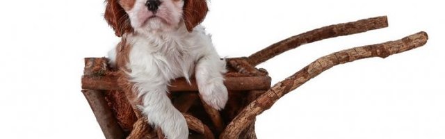 BEBA SE UMIRILA! Lepo joj u kolicima (Video)